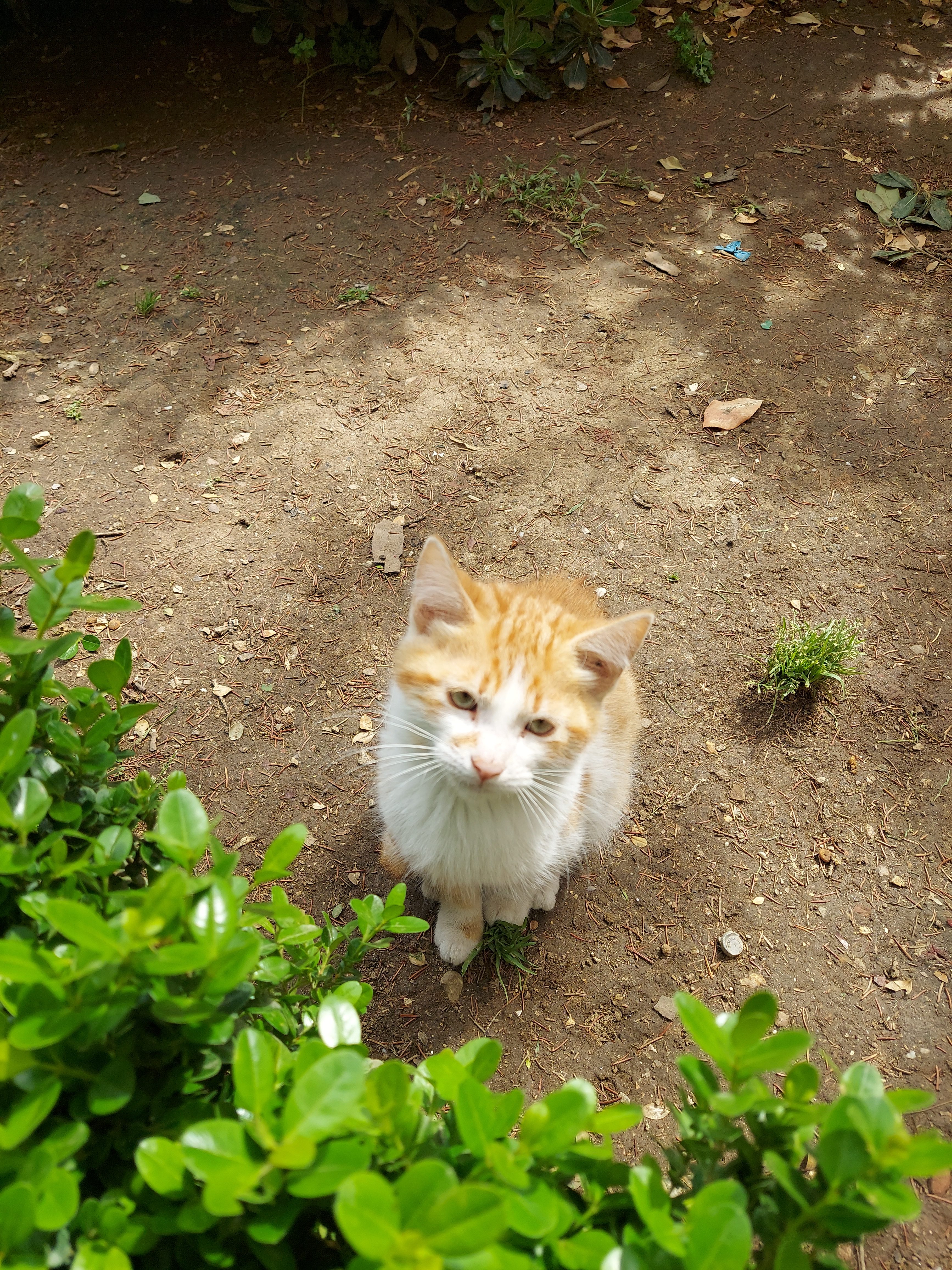 Feed the cats during the free tours